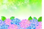 绣球花背景