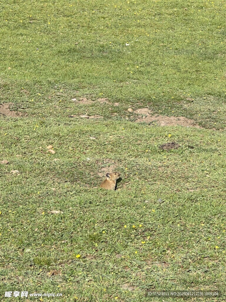 草地上的小动物
