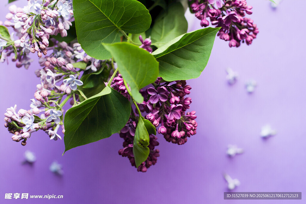 紫丁香花特写