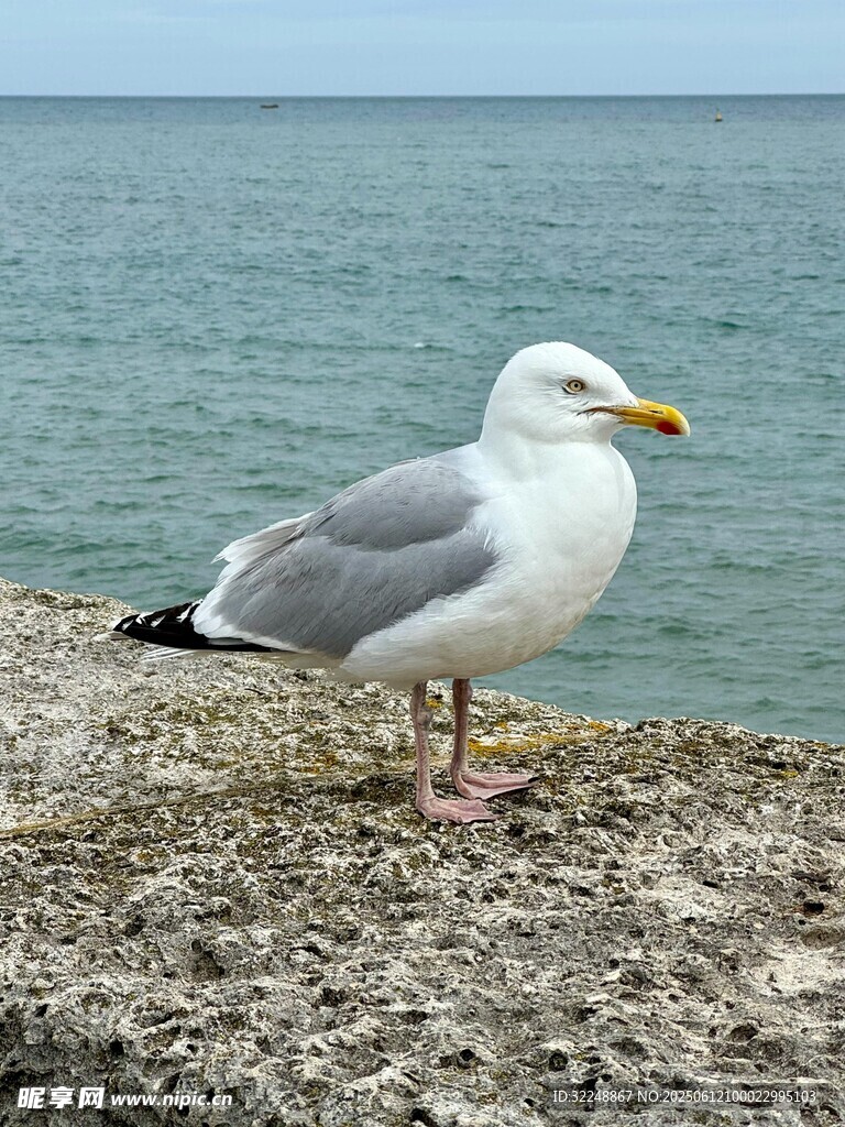 海边站立的海鸥