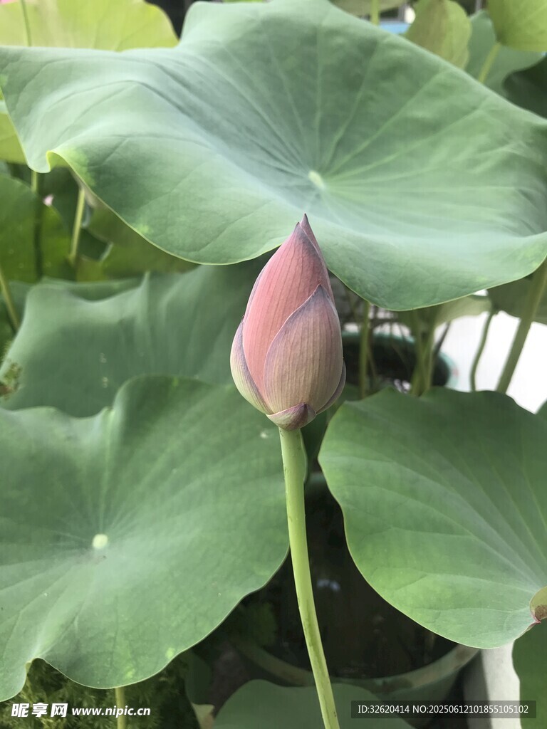 含苞待放的粉嫩荷花