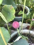盆栽荷花绽放