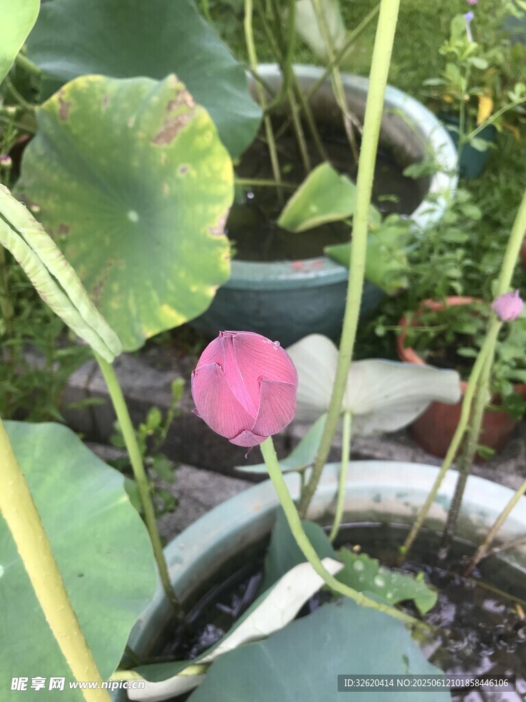 盆栽荷花绽放
