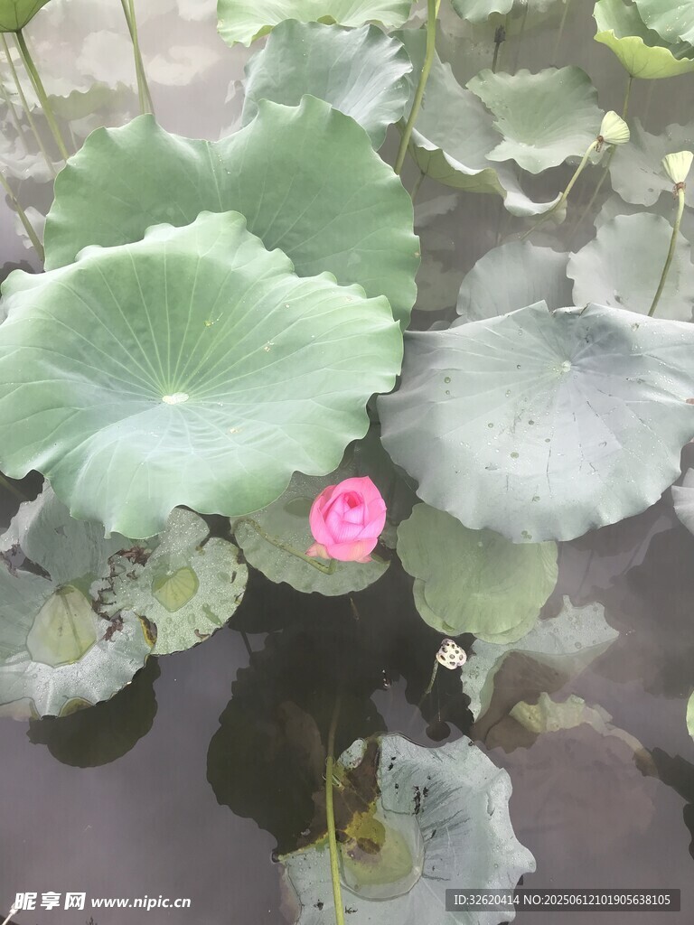 荷塘中的娇艳粉色荷花
