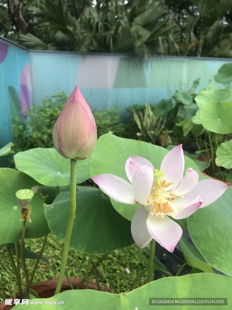 荷塘绽放的粉嫩荷花
