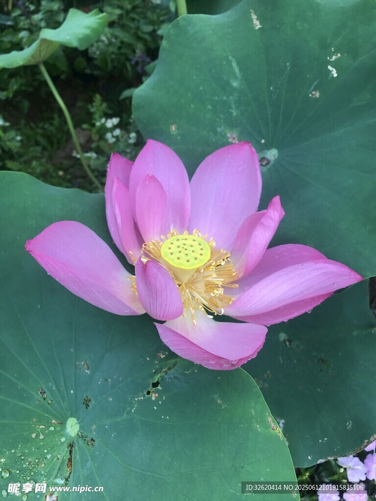 娇艳盛开的粉色荷花
