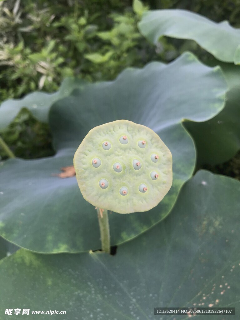 莲蓬特写