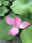 娇艳荷花绽放于绿叶间