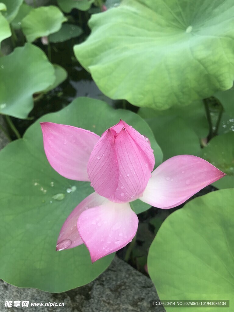 娇艳荷花绽放于绿叶间