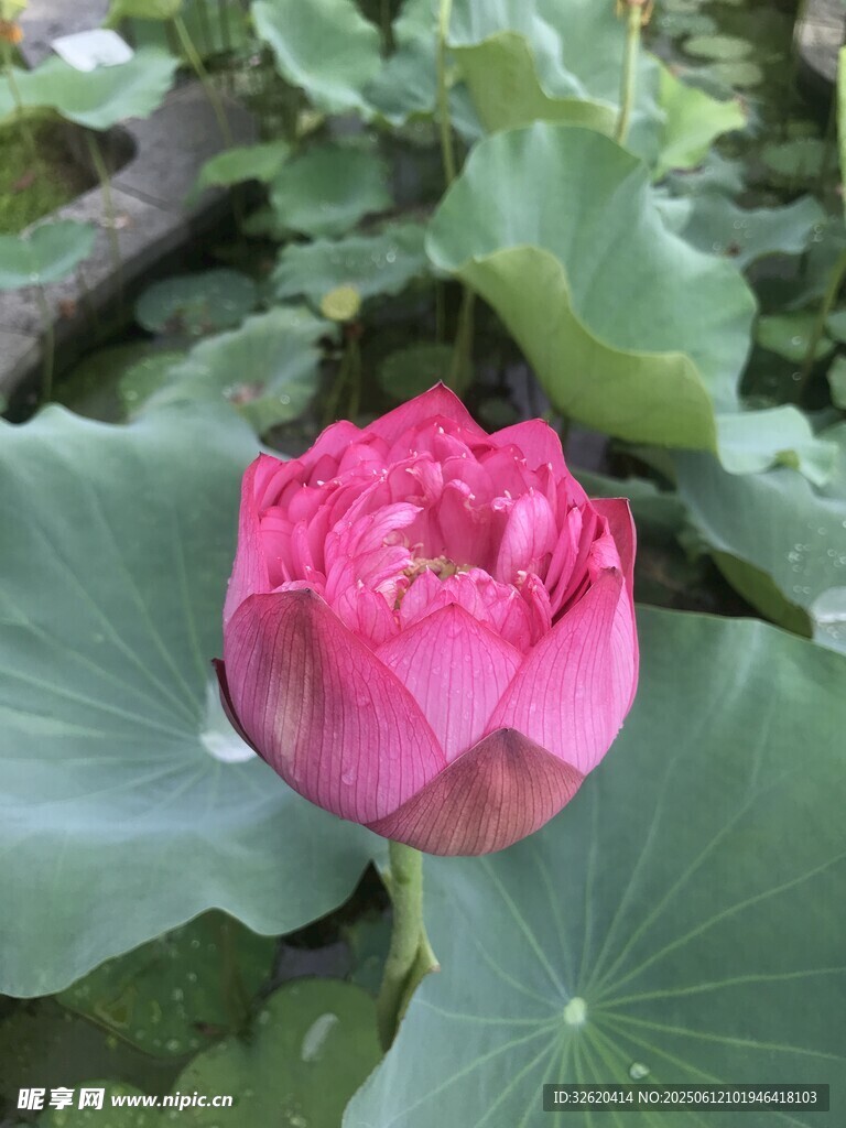 娇艳荷花绽放绿叶间