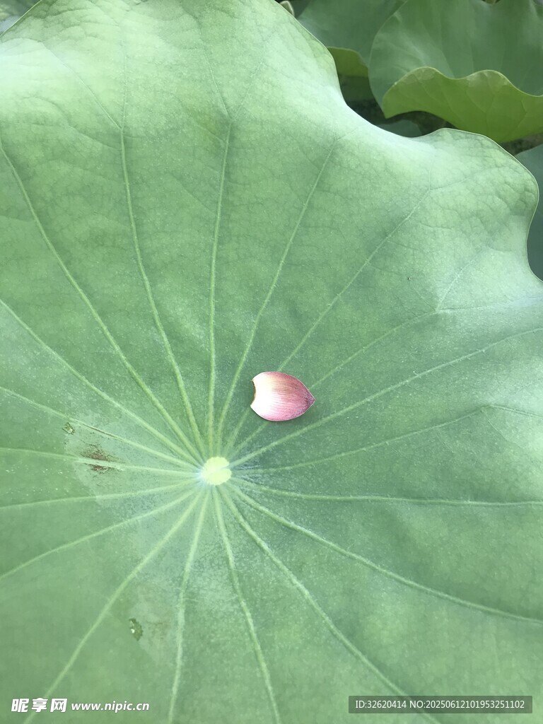 荷叶上的娇艳小花