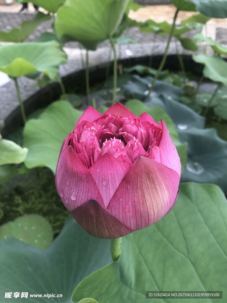 娇艳盛开的粉色荷花
