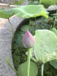 含苞待放的粉嫩荷花