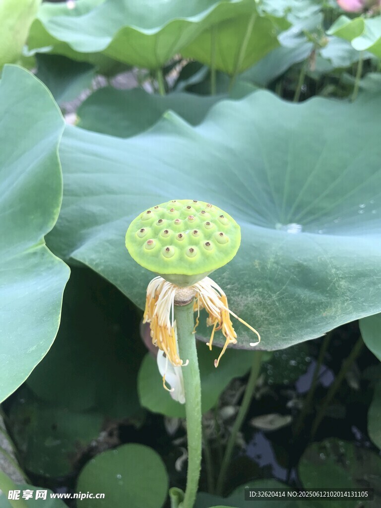 莲蓬挺立在荷叶间