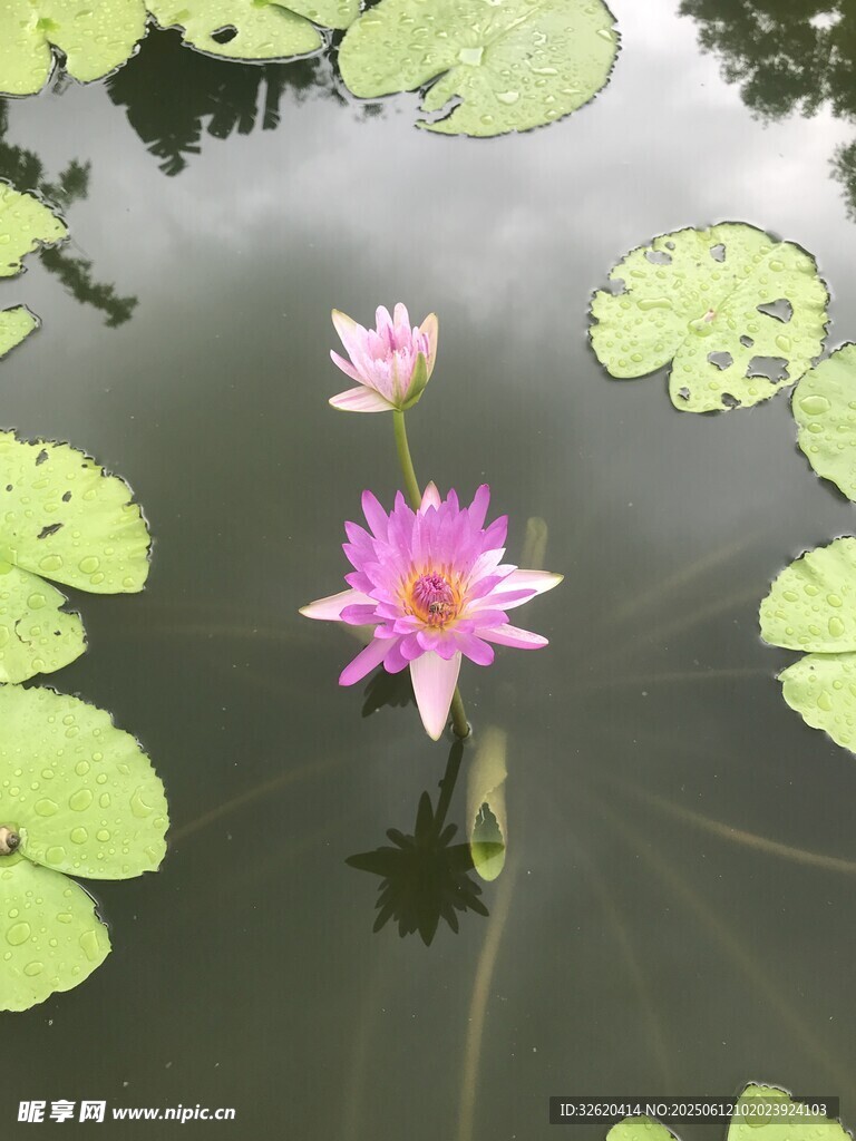 水中绽放的美丽粉色睡莲
