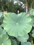 硕大荷叶展于绿植间
