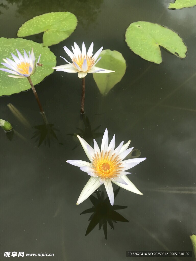 水中绽放的美丽白睡莲