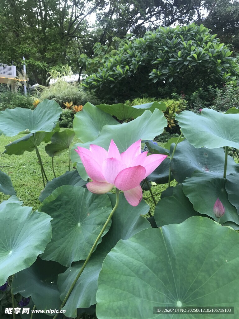 娇艳荷花绽放于绿叶间