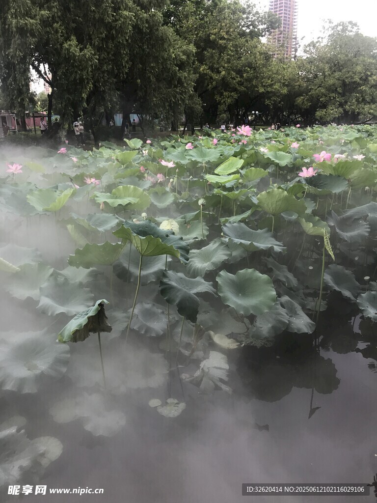 雨中荷塘美景