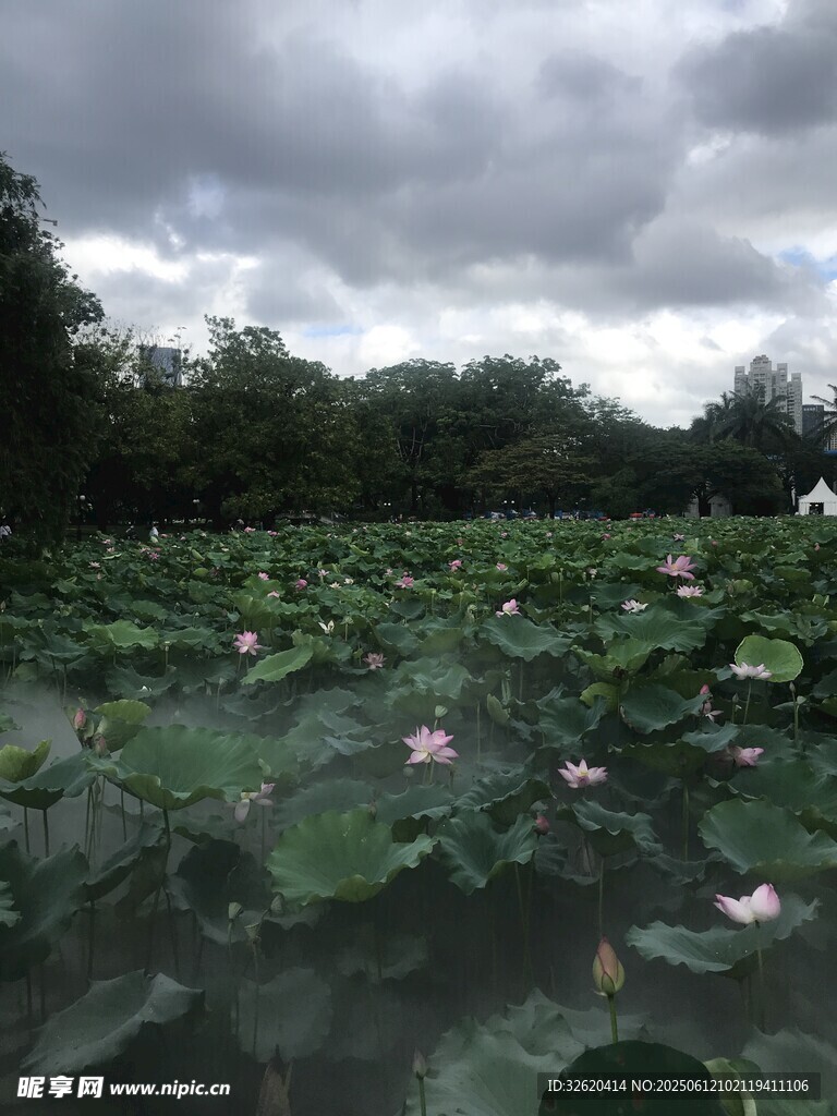 荷塘雨前景致