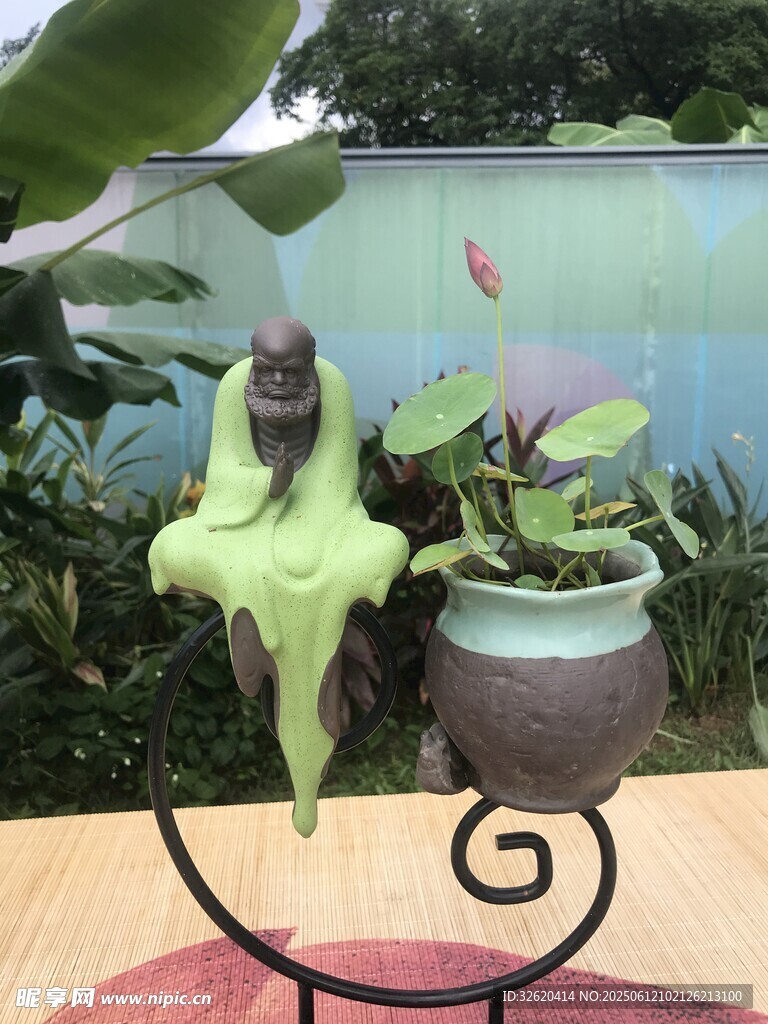 荷花 荷叶
