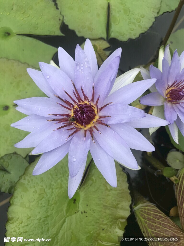 美丽紫色睡莲绽放