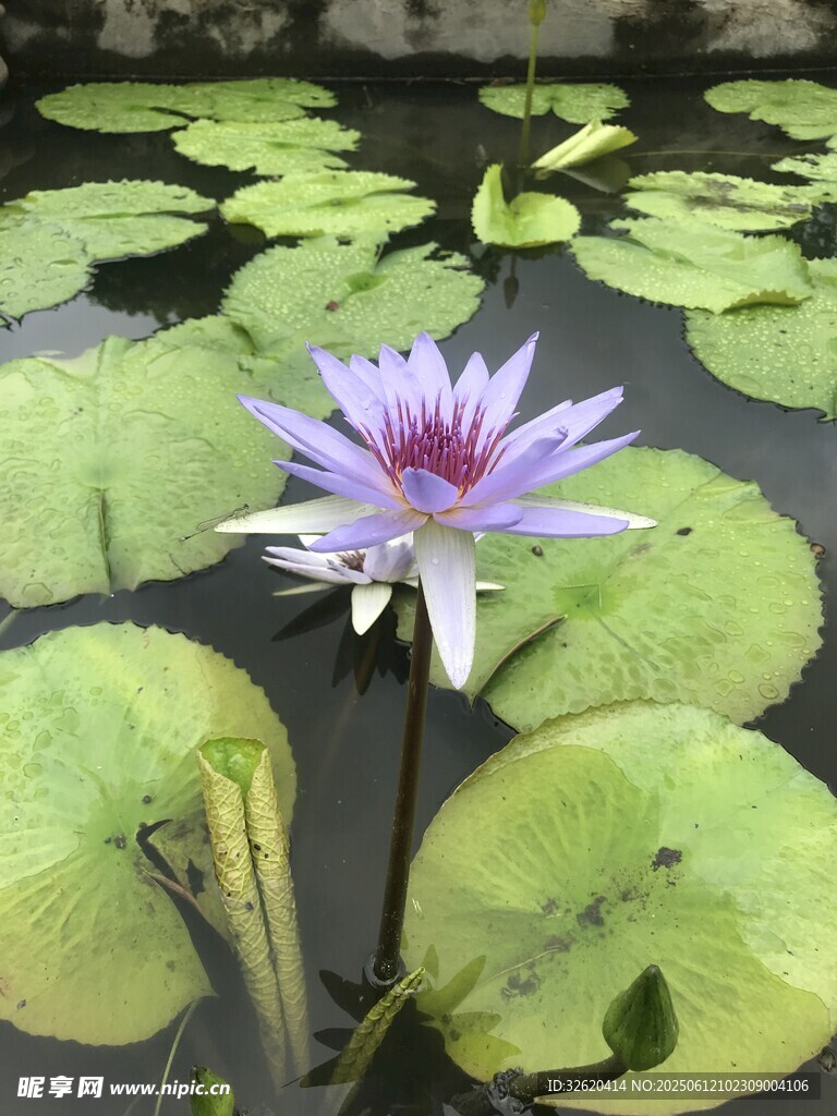 水中绽放的美丽紫色睡莲