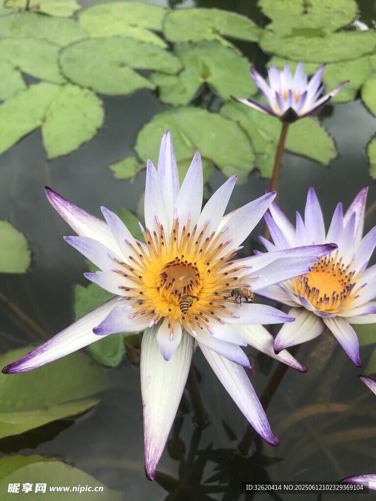 水中绽放的美丽睡莲