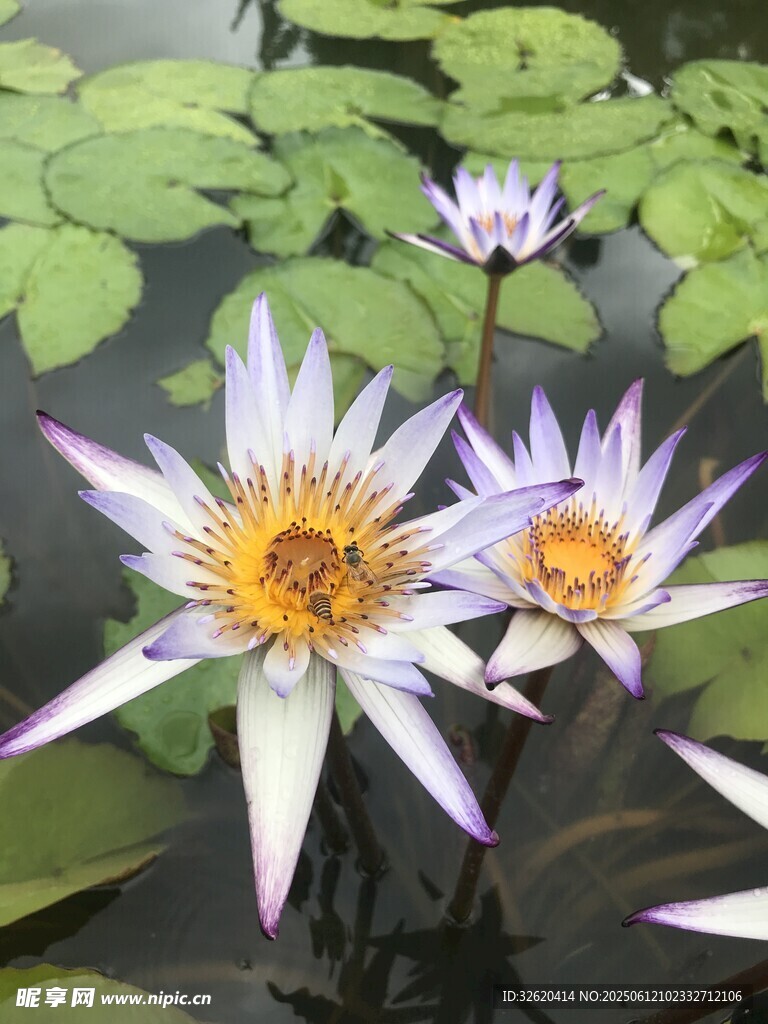 美丽绽放的水生睡莲