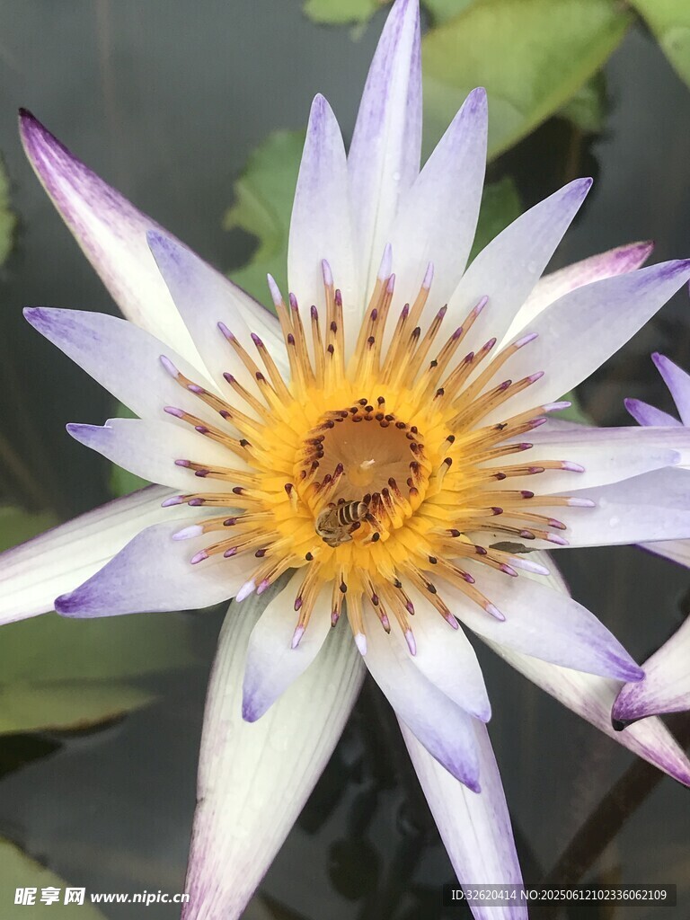 美丽绽放的白色睡莲