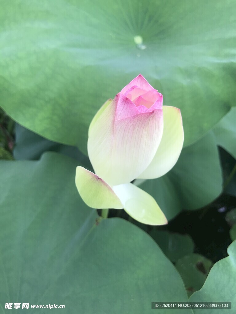 含苞待放的粉嫩荷花