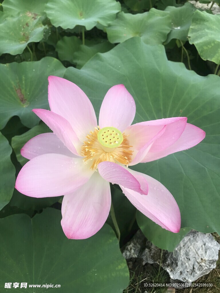 娇艳荷花绽放