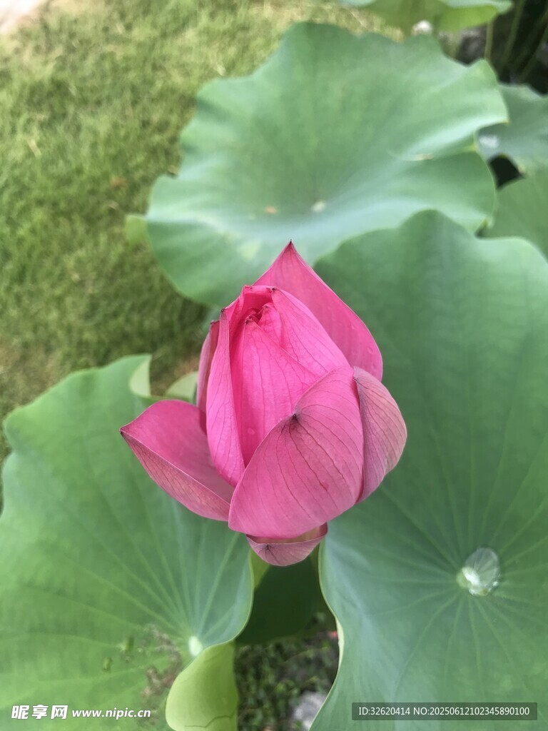 娇艳荷花绽放绿叶间