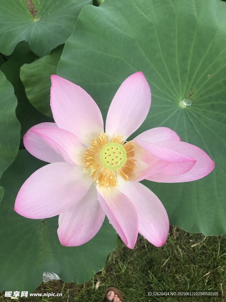娇艳粉色荷花绽放