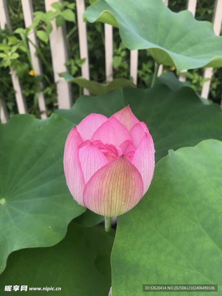娇艳荷花绽放于绿叶间