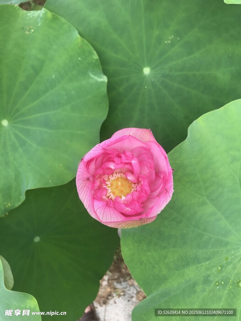 娇艳荷花绽放于绿叶间