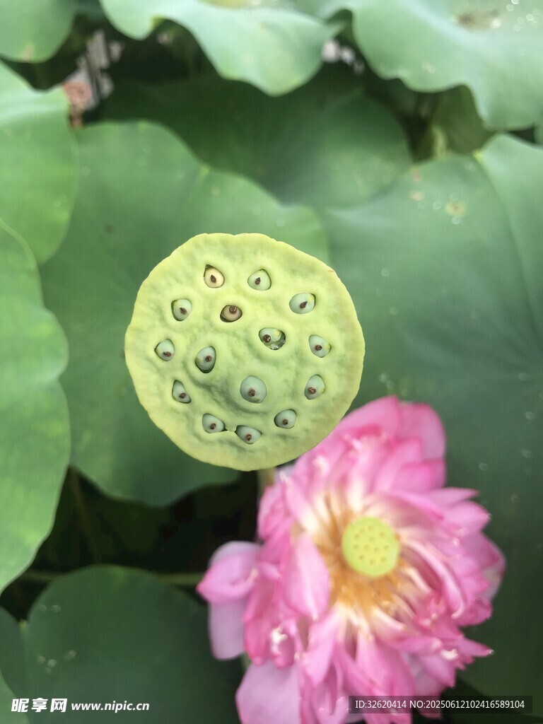 娇艳荷花与莲蓬