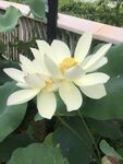 两朵洁白盛开的荷花
