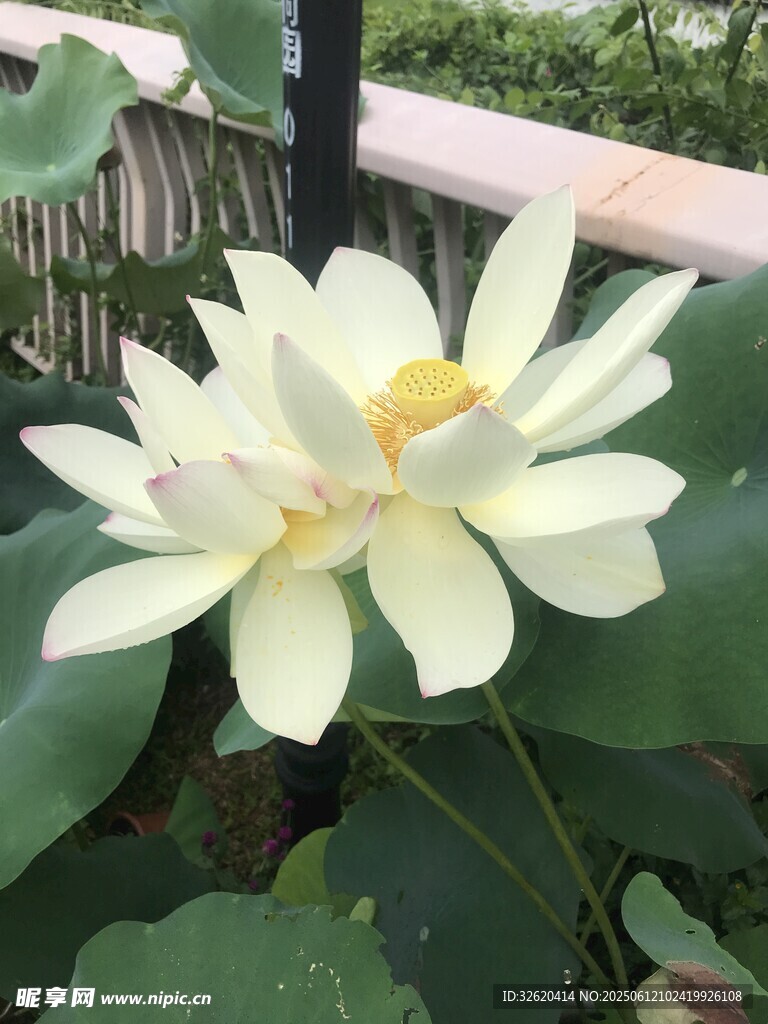 两朵洁白盛开的荷花