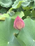 娇艳荷花绽于绿叶间