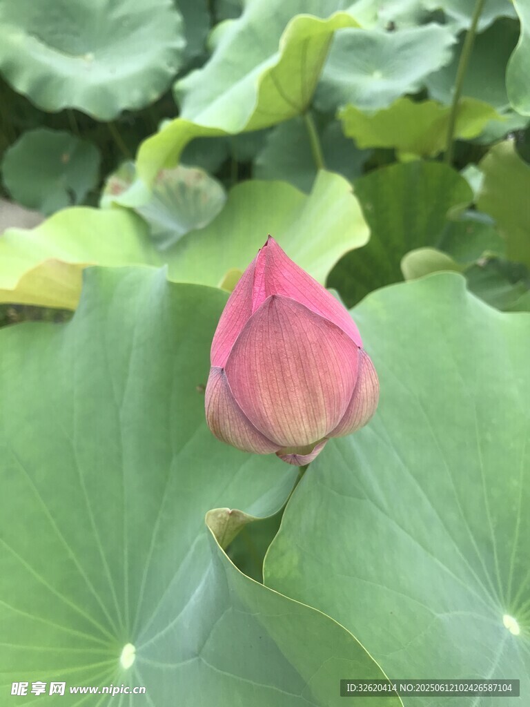 娇艳荷花绽于绿叶间