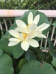 洁白荷花绽放绿叶间