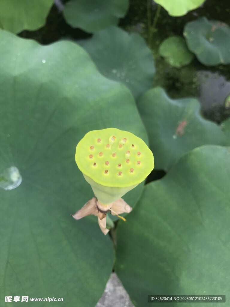 荷叶上的嫩黄色莲蓬