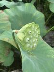 鲜嫩莲蓬 荷叶相伴