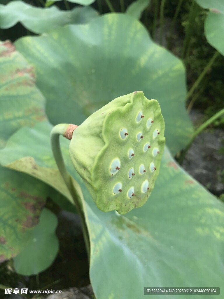 鲜嫩莲蓬 荷叶相伴