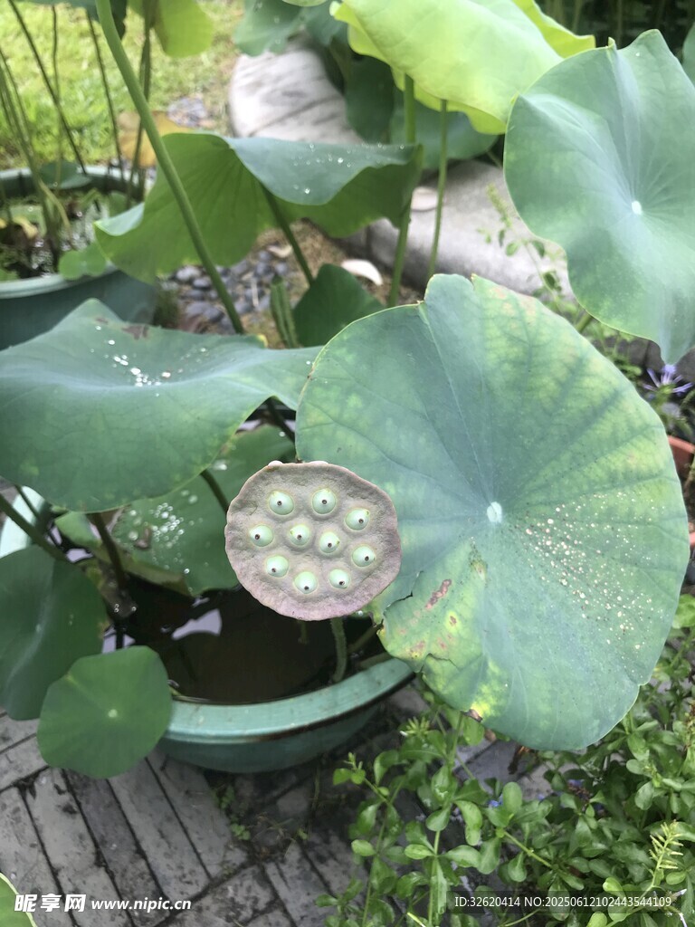 荷叶间的莲蓬
