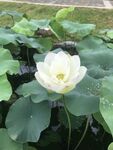 白荷绽放于绿叶间