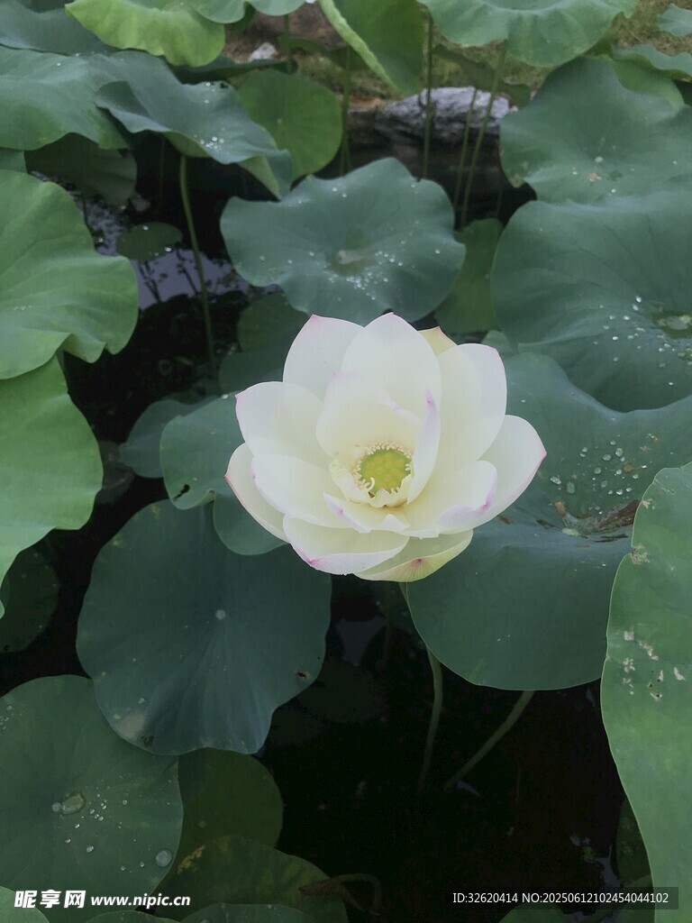 洁白荷花绽放于绿叶间