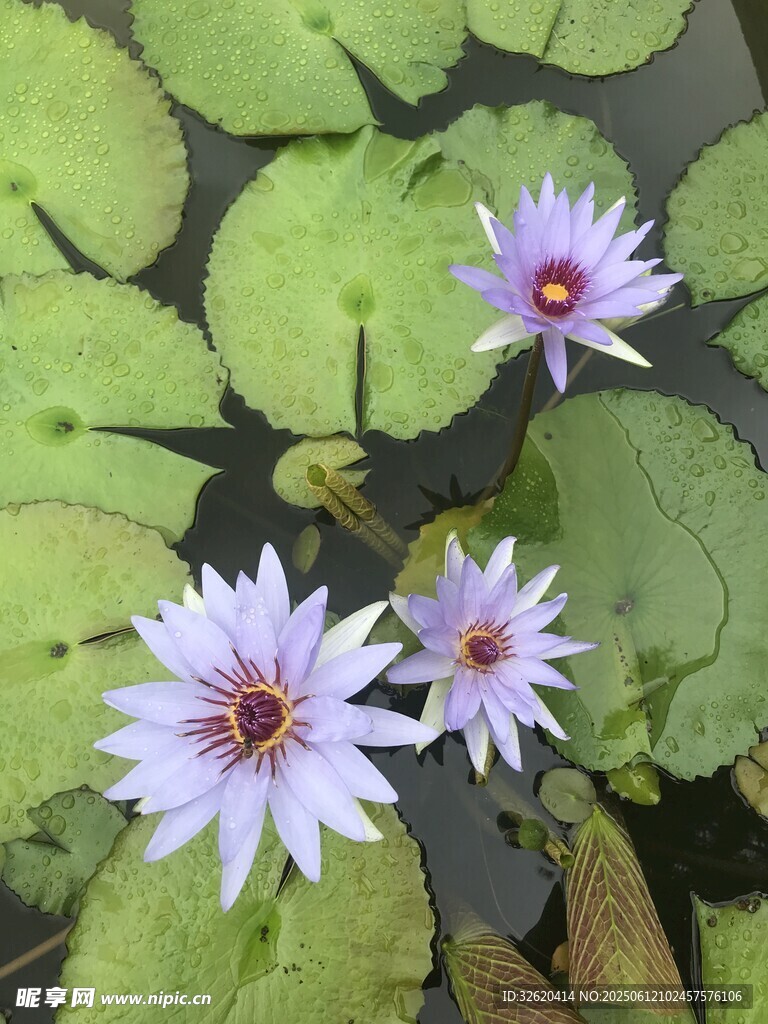 水中绽放的美丽紫色睡莲
