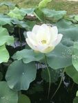 洁白荷花绽放于绿叶间